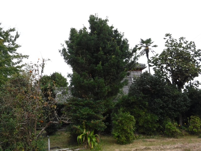 detached 那智勝浦町八尺鏡野