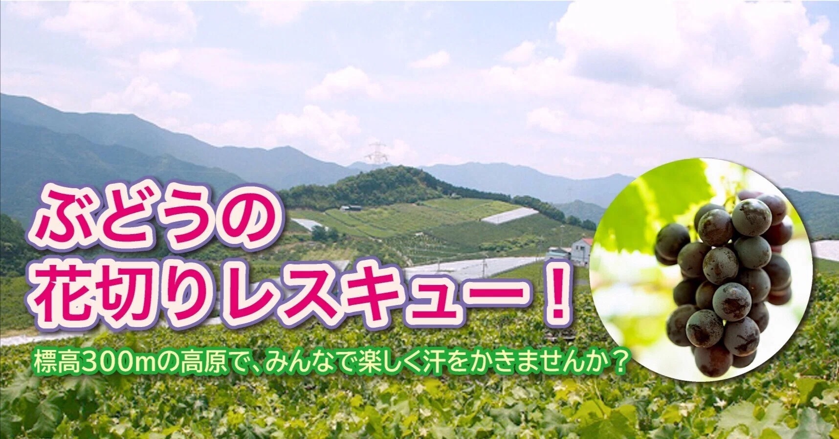 【和歌山開催】「ぶどうの花切りレスキュー」参加者募集中！