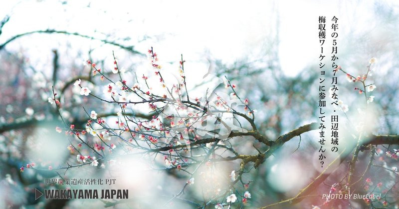 【世界農業遺産活性化プロジェクト】＞＞日本一の梅産地で『梅収穫ワーケーション』しませんか？
